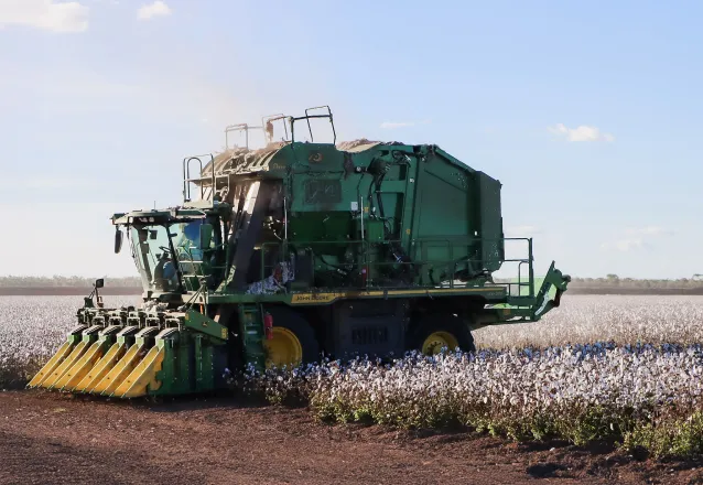 Green cotton harvesting machine at Alkira Farms gathering cotton from plants in a sunny field.